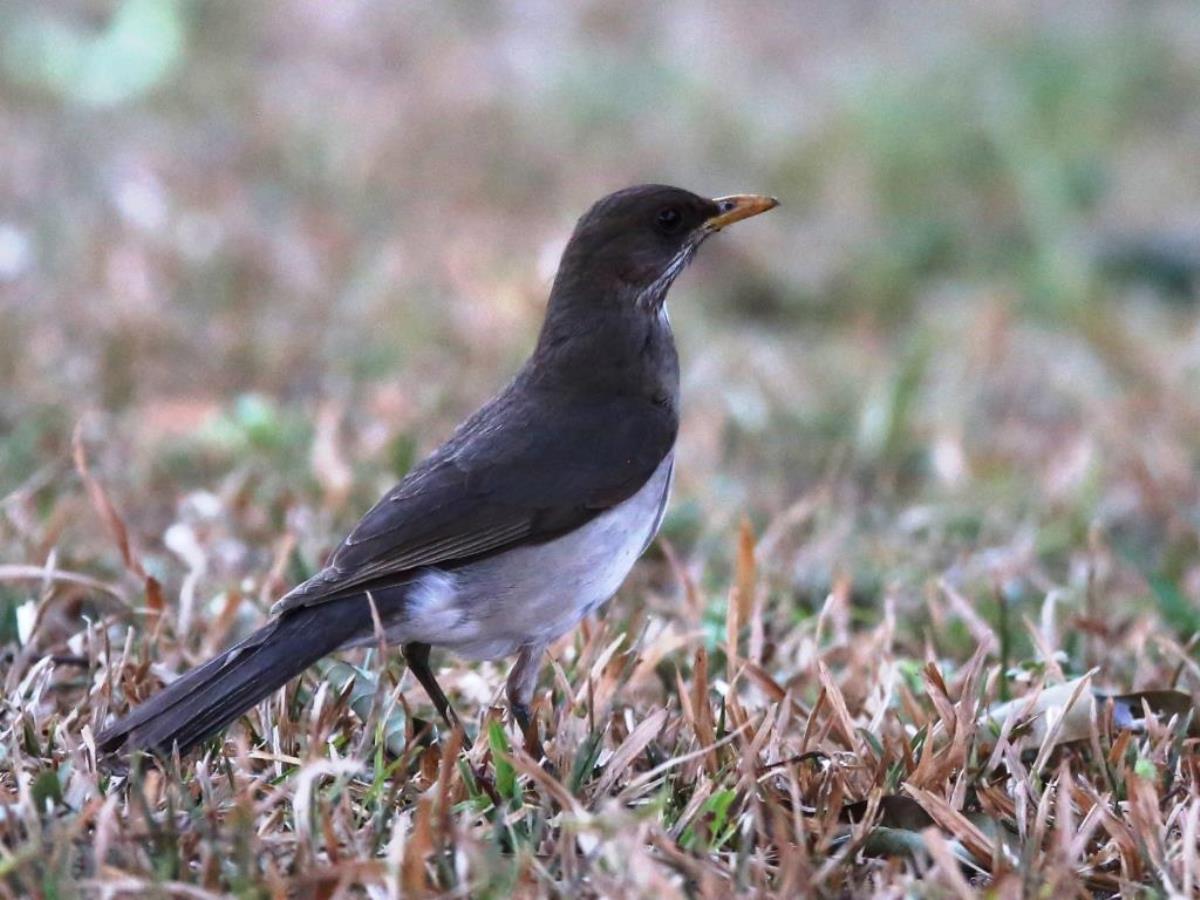Thrush Creamy-bellied-Brazil-Pantanal  Atlantic Forest Tour by Ecotours-Worldwidecom-ToucanBirdingEcoLodge-S05A