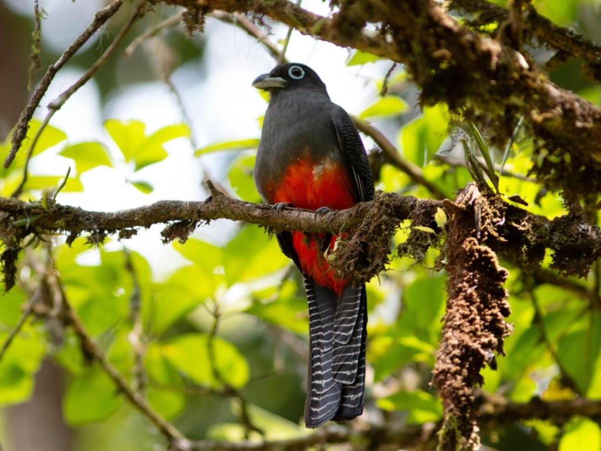 Trogon Bairds Birding  Wildlife tour Costa Rica-Ecotours-ToucanBirdingEcolodge-costaricacom-