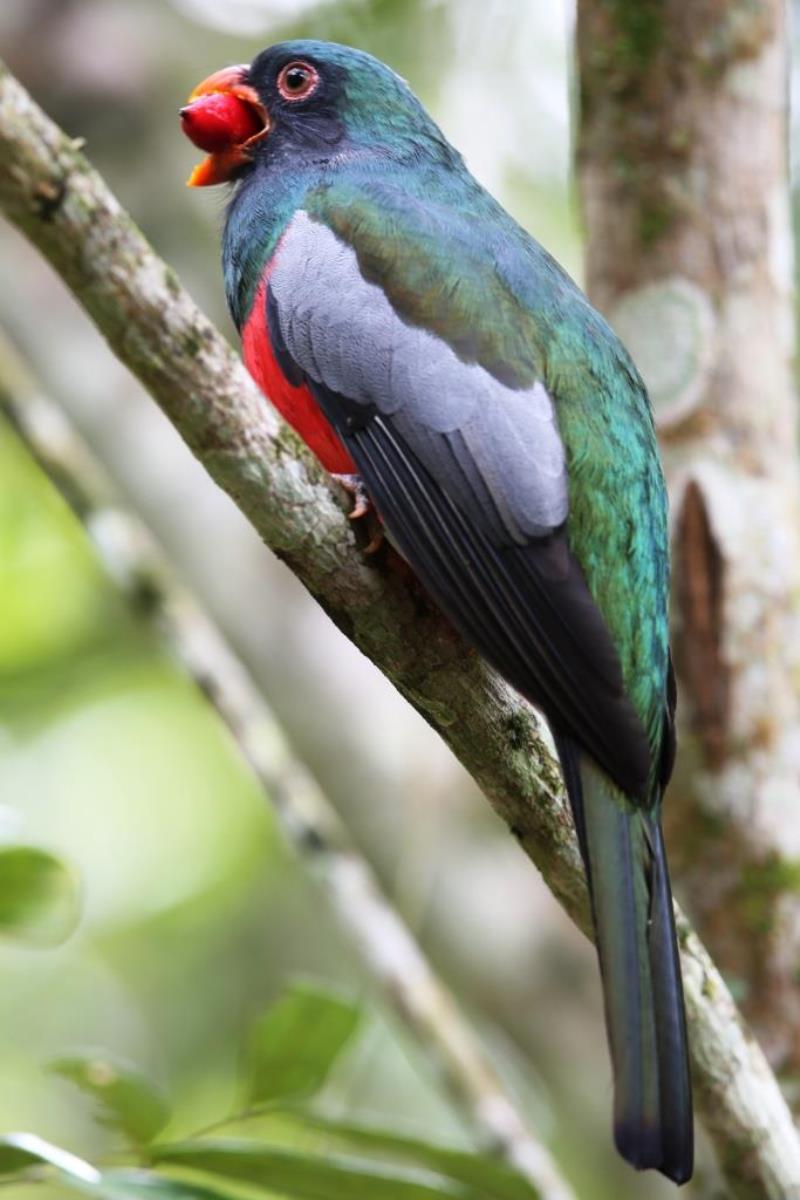 Trogon Slaty-tailed male-Birding  Wildlife Tour Belize by Ecotours-Worldwidecom-ToucanBirdingEcolodge-S05A
