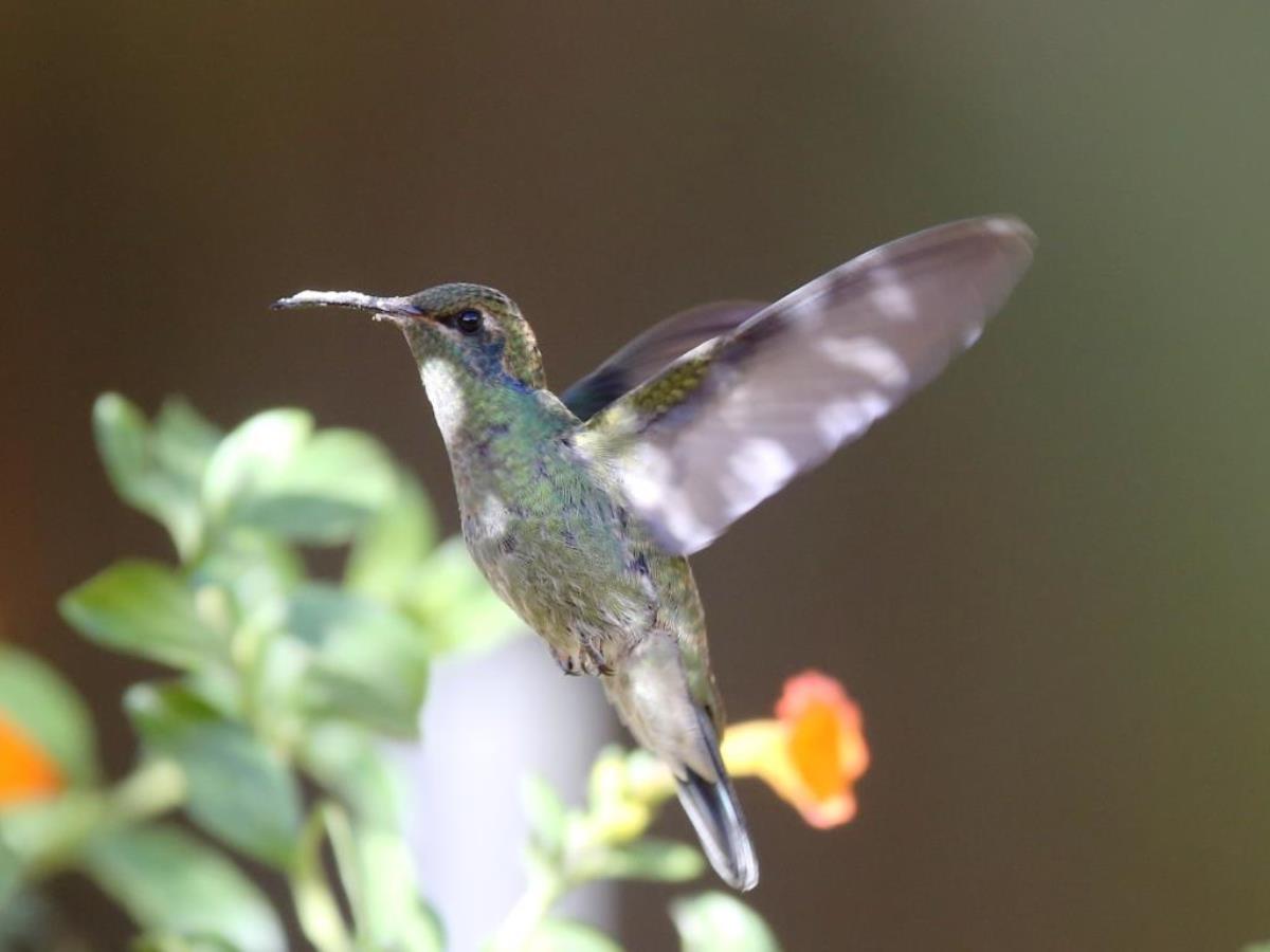 Violet-ear Lesser immature-Birding Panama-Ecotours-Worldwidecom-ToucanBirdingEcolodge-S05A