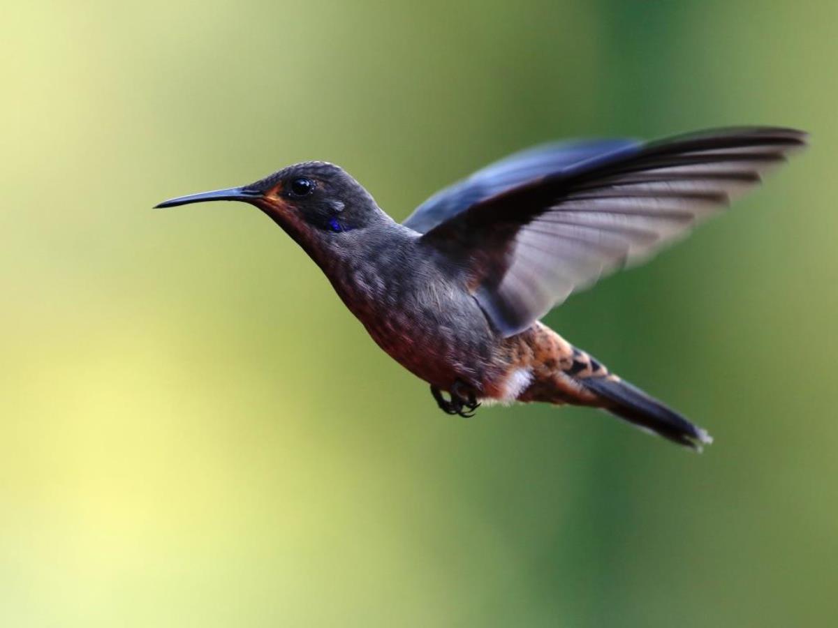 Violetear Brown-Colombia-Birding  Wildlife Tour-Ecotours-Worldwidecom-S05A