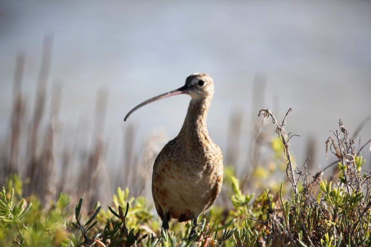 Whimbrel-Birding-Wildlife-Photography Tours Belize  Yucatan Mexico-Ecotours-Worldwidecom-S05A