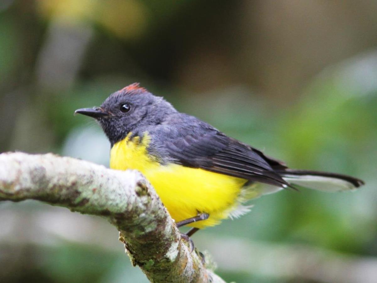 Whitestart Slate-throated Whitestrat-IMG