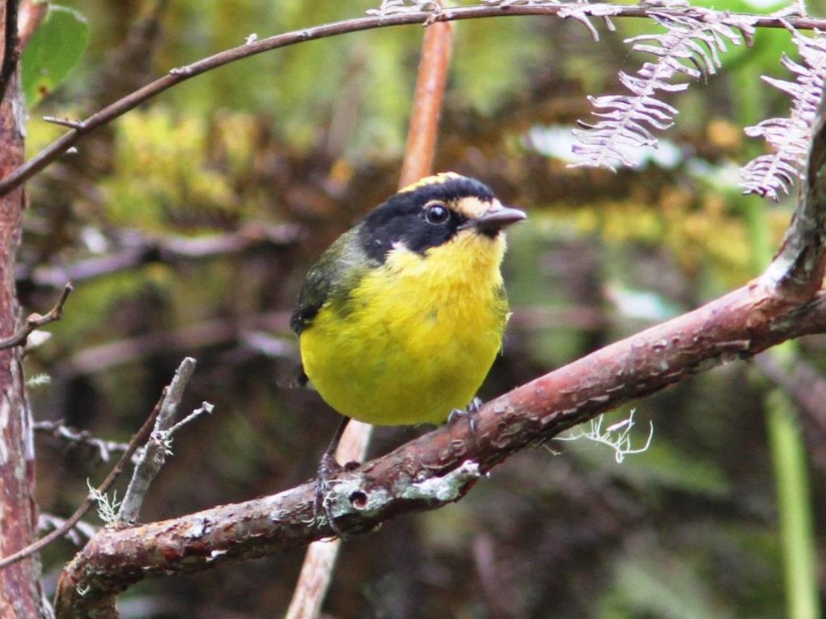Whitestart Yellow-fronted Whitestart Santa Marta ENDEMIC-Birding-Wildlife  Photography Tour in Colombia by Ecotours-Worldwidecom-IMG