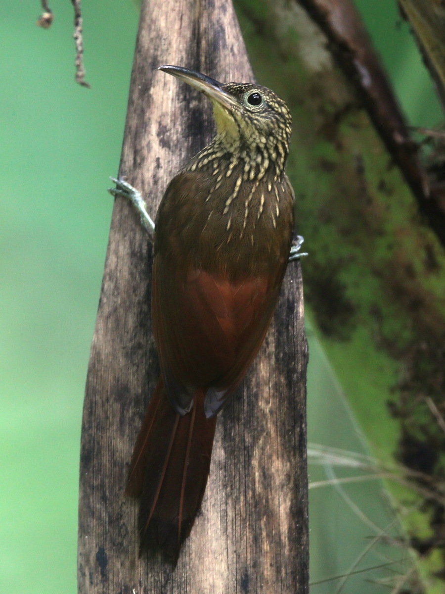 Woodcreeper Cocoa-Ecotours-Worldwide-Costa Rica-S05A