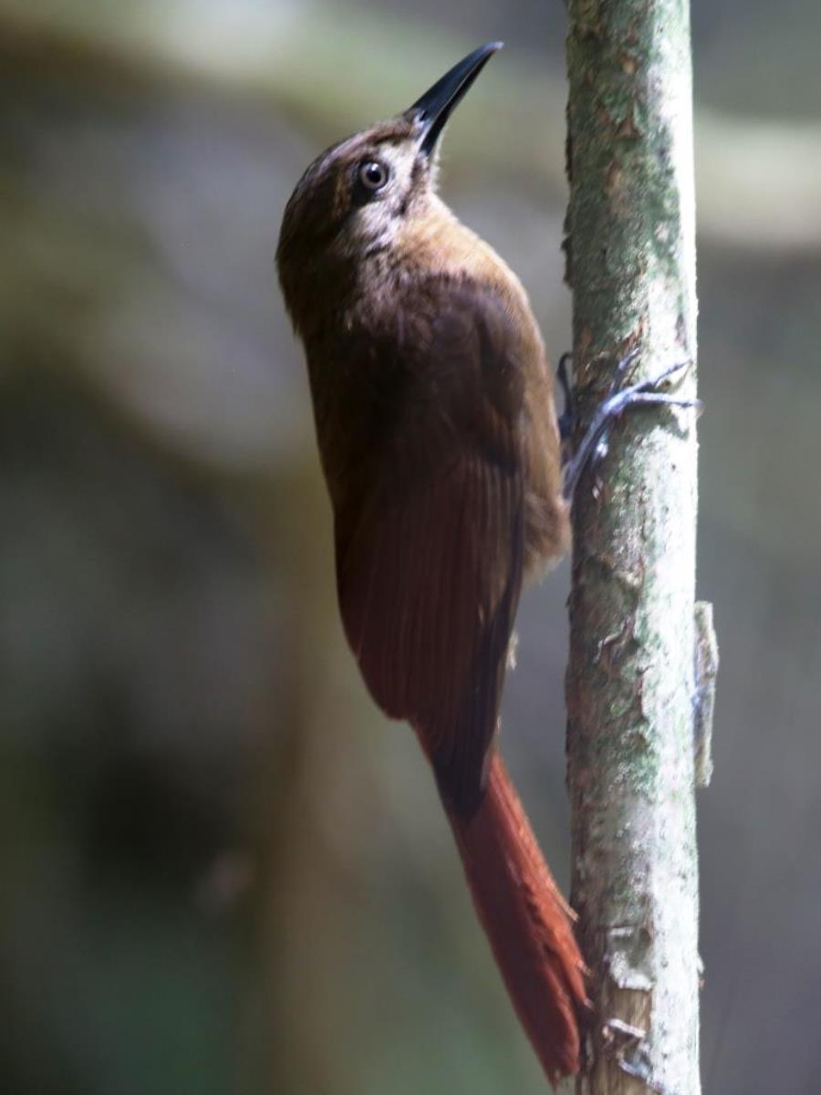 Woodcreeper Plain-brown-Birding Panama-Ecotours-Worldwidecom-ToucanBirdingEcolodge-S05A