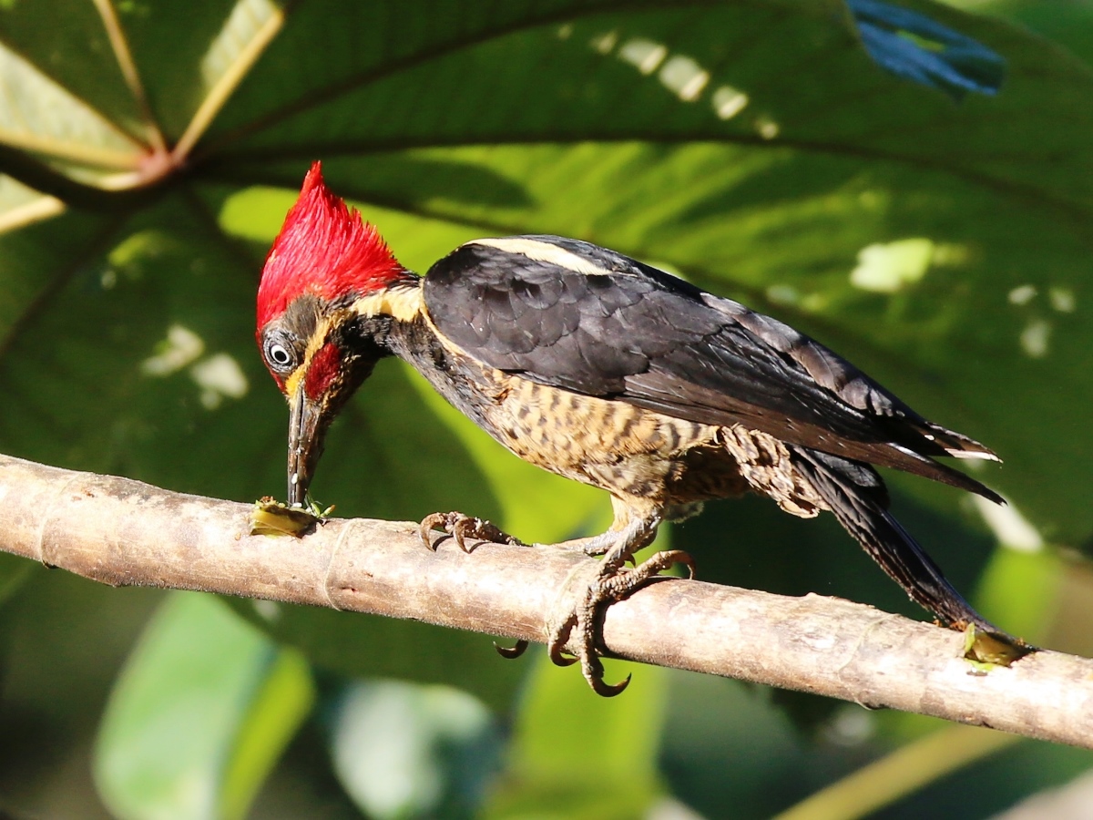 Woodpecker Lineated-Ecotours-Worldwide-Costa Rica-S05A
