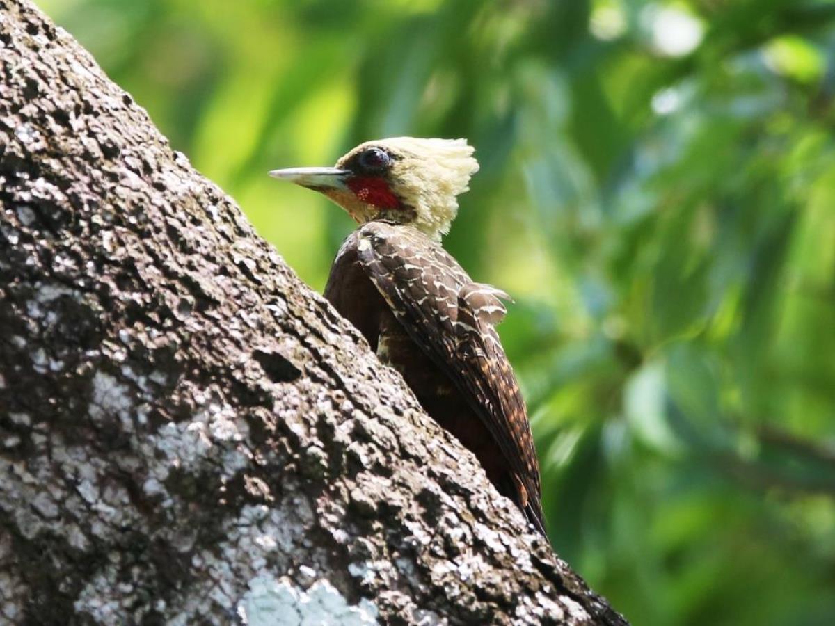 Woodpecker Pale-crested-Birding Brazil Pantanal-Ecotours-Worldwidecom-S05A