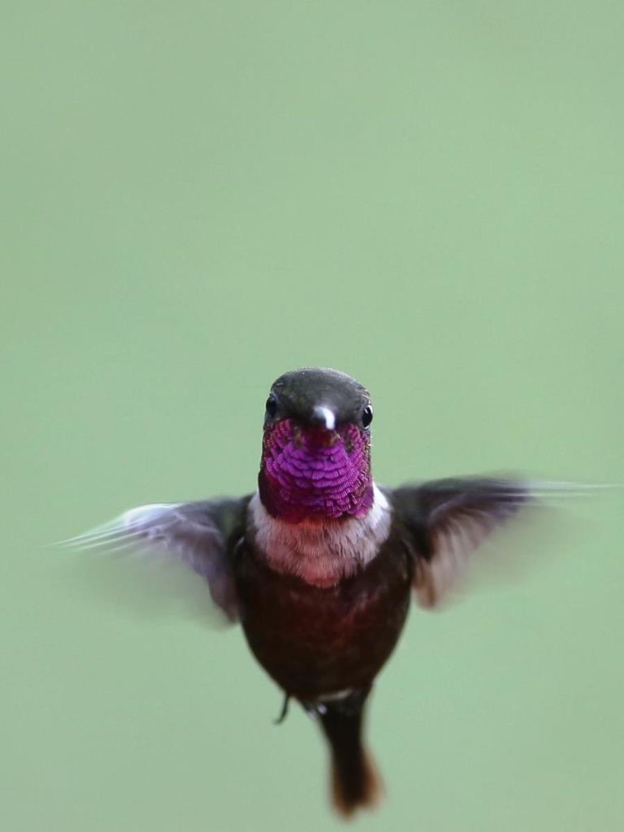 Woodstar Purple-throated Woodstar male-near ENDEMIC-Colombia-Birding  Wildlife Tour-Ecotours-Worldwidecom-S05A