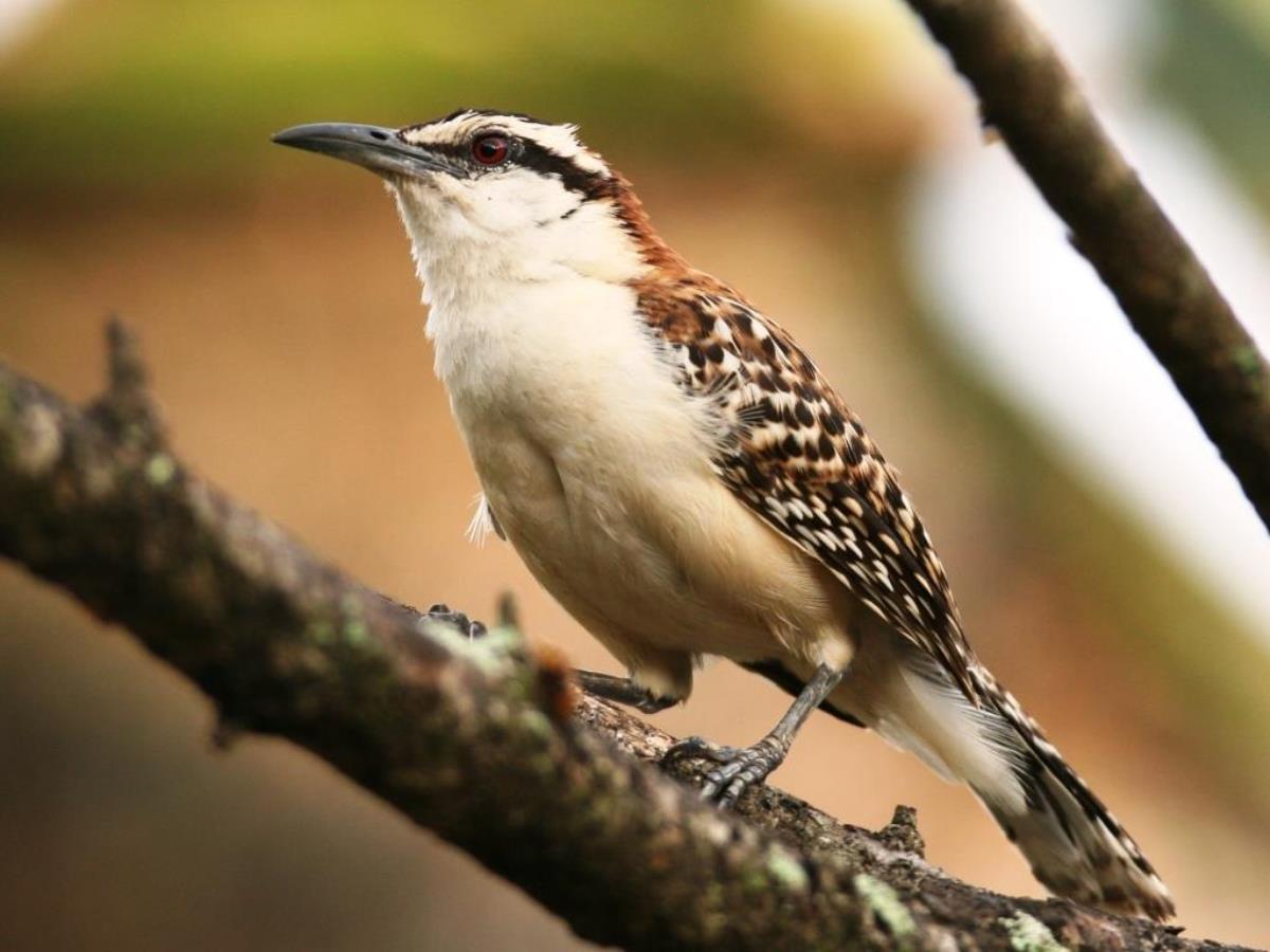 Wren Rufous-naped-Birding Costa Rica-Ecotours-ToucanBirdingEcolodge-costaricacom-IMG