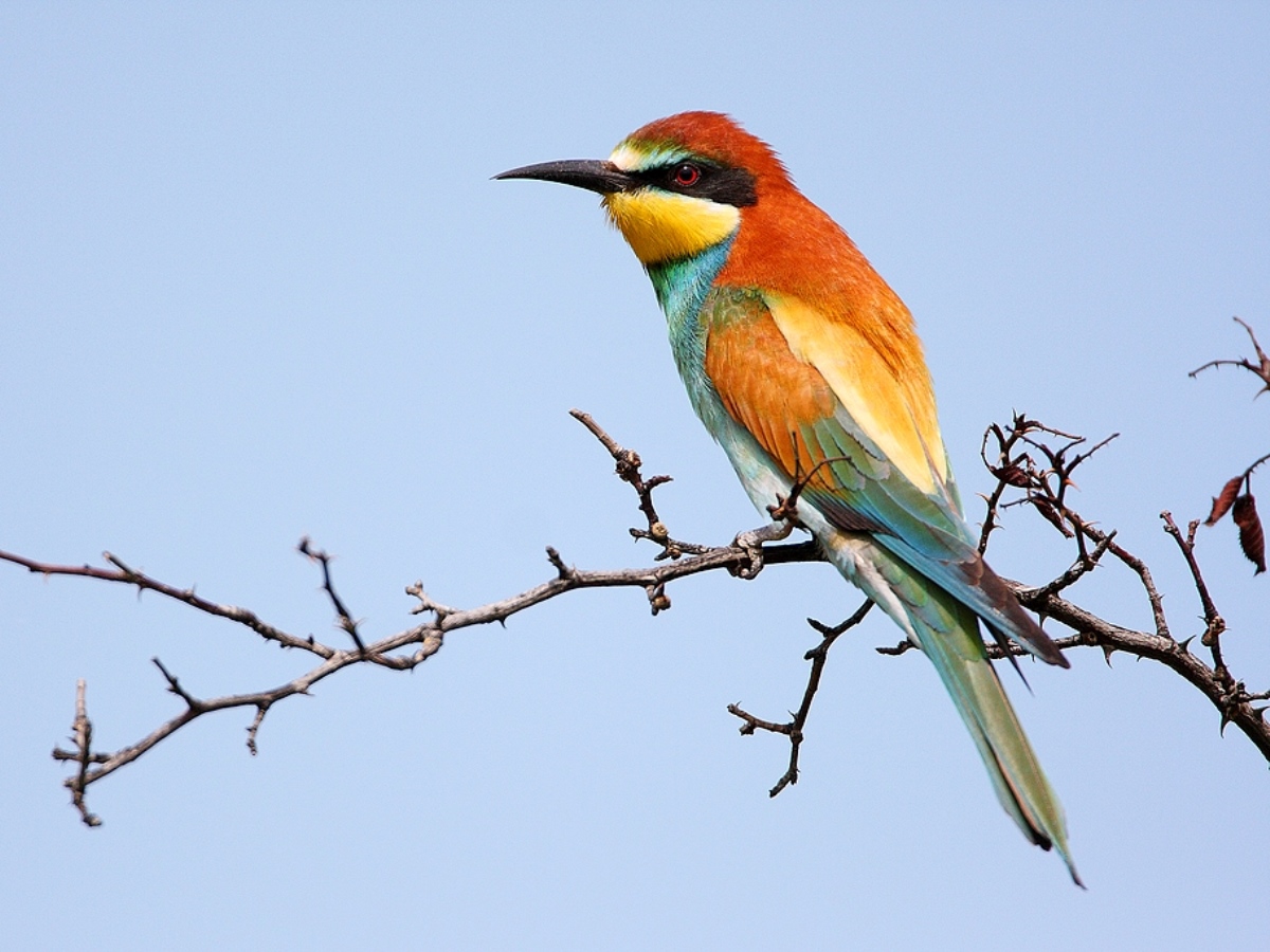 Bee-eater-Eurasian-Birding-Hungary-Ecotours-KondorEcolodgehu-