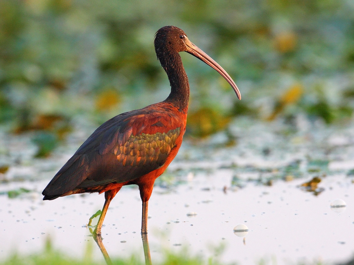 Glossy Ibis-Ecotours-Kondor EcoLodge-Hungary-batla-csonkapeter