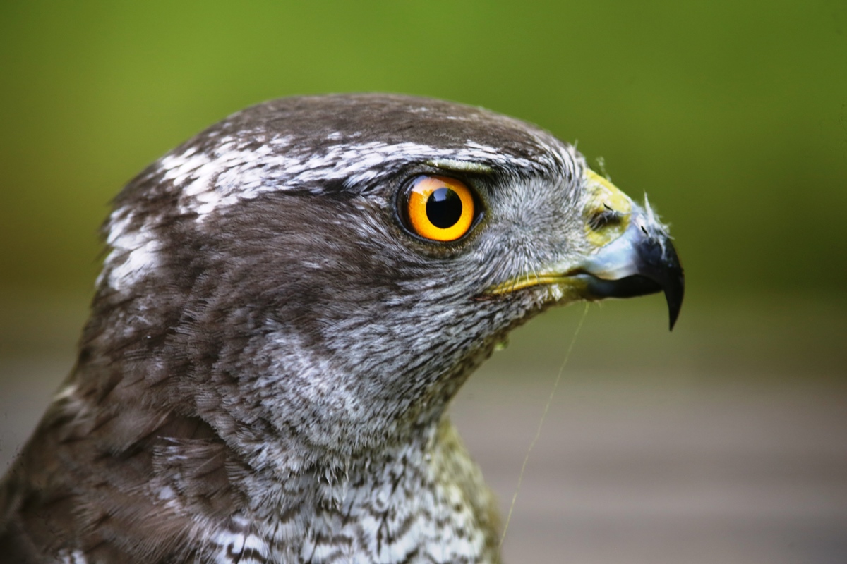 Goshawk-Northern-Birding-Wildlife-tour-Hungary-Kiskunsag-Ecotours-KondorEcolodge.hu-S05A