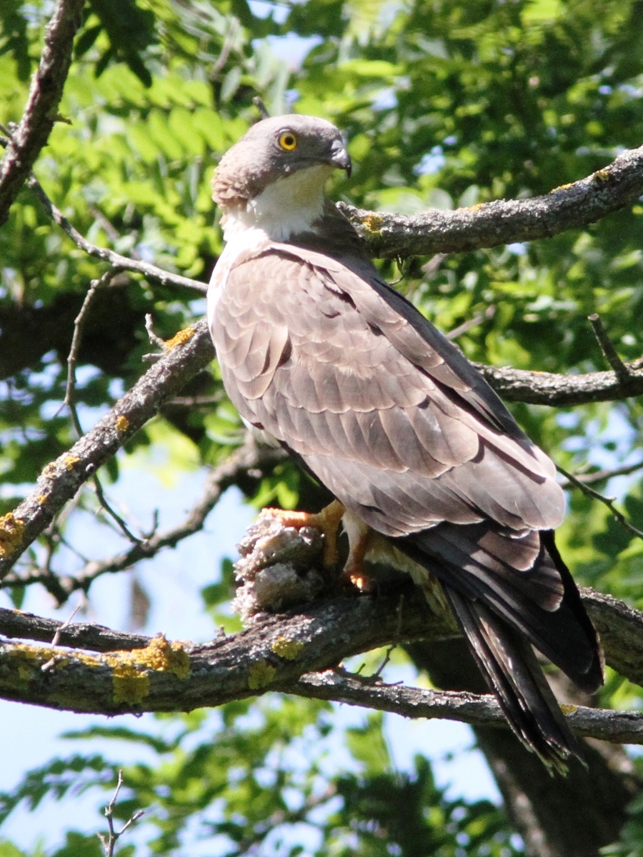 Honey Buzzard-Ecotours-Kondor EcoLodge-Hungary-IMG