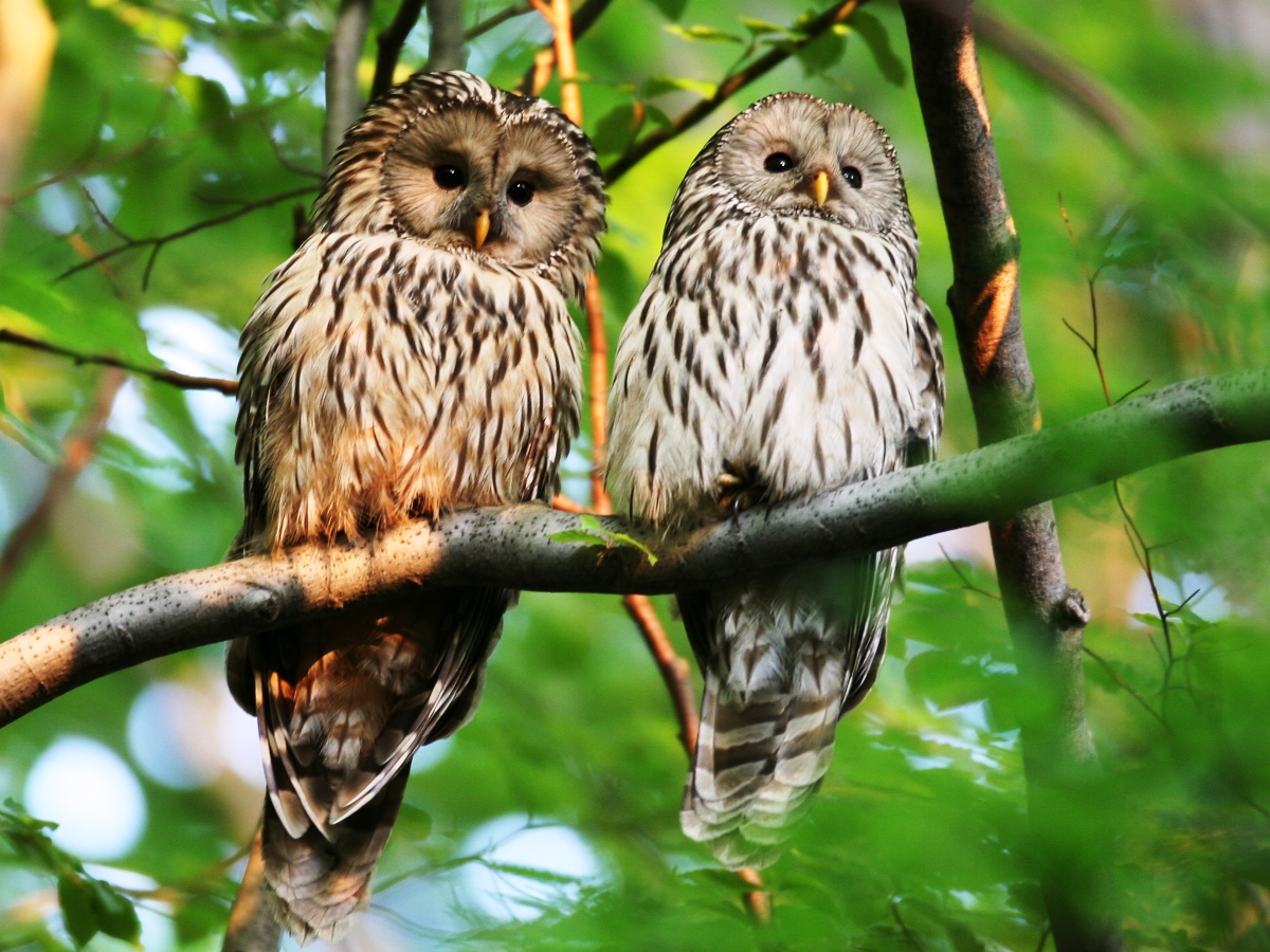 Ural Owl-Ecotours-Kondor EcoLodge-Hungary-