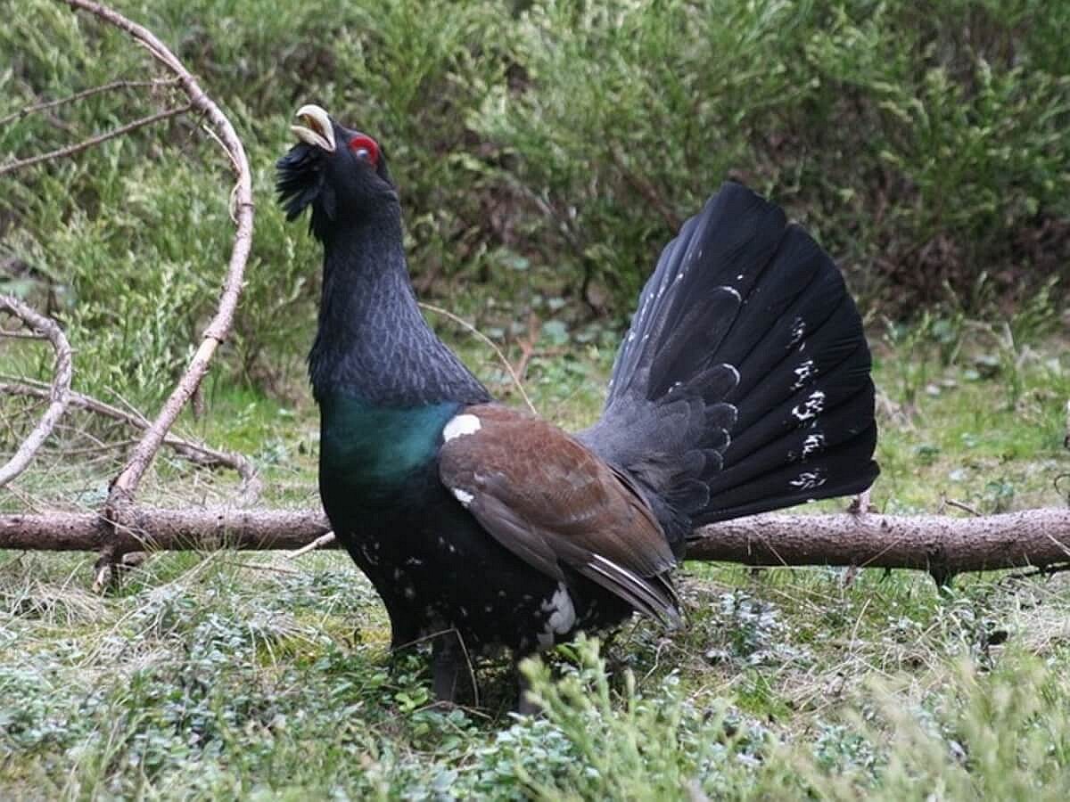 capercaillie-birding-austria-slovakia-romania-ecotours-kondorecolodge