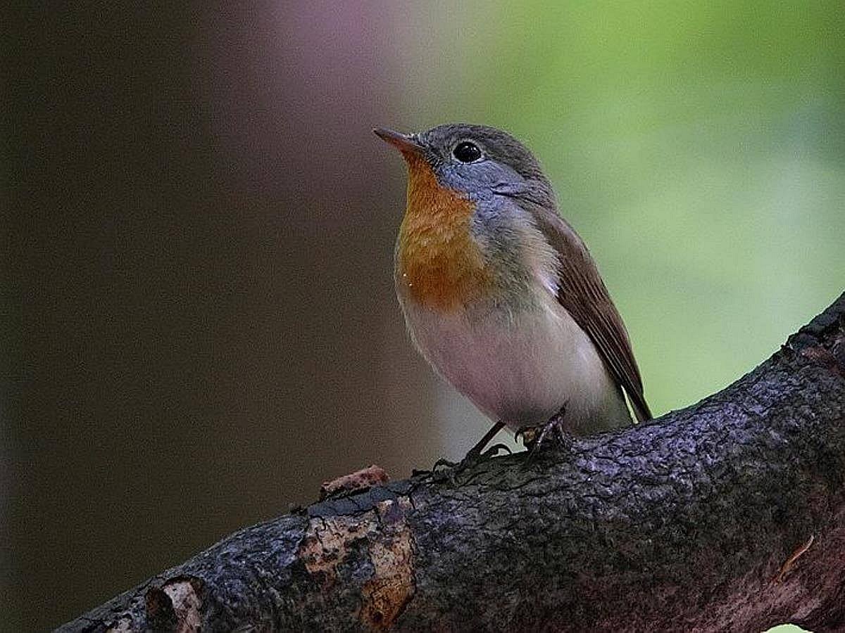 flycatcher-red-breasted-birding hungary-ecotours-kondorecolodge