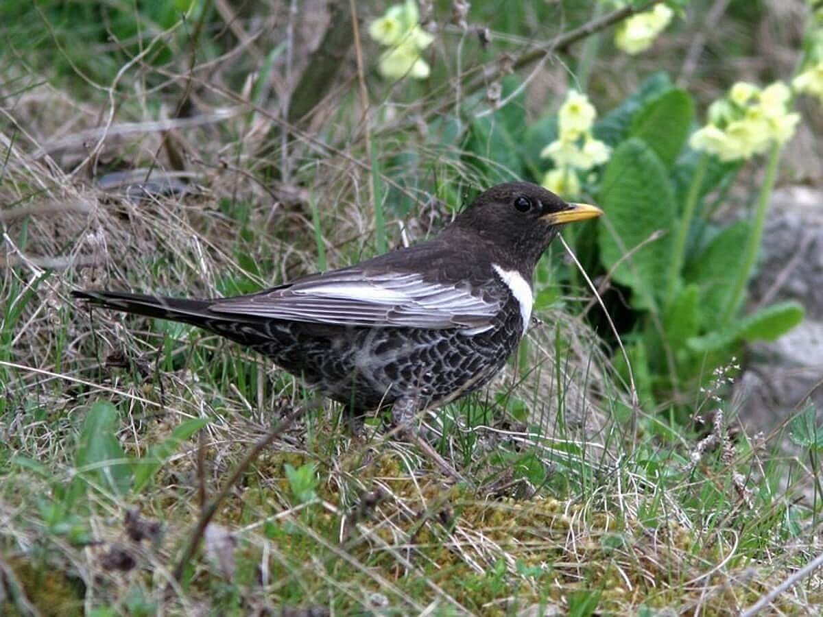 ouzel-ring-birding-hungary-ecotours-kondorecolodge