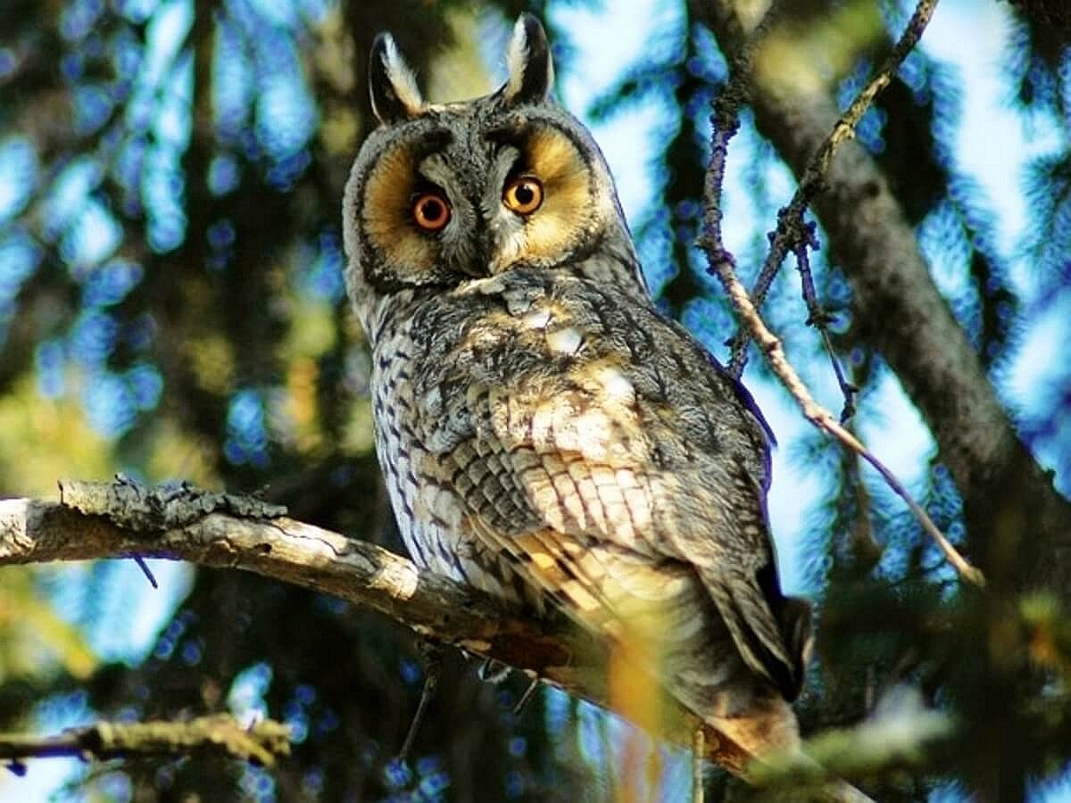 owl-long-eared-birding hungary-ecotours-kondorecolodge