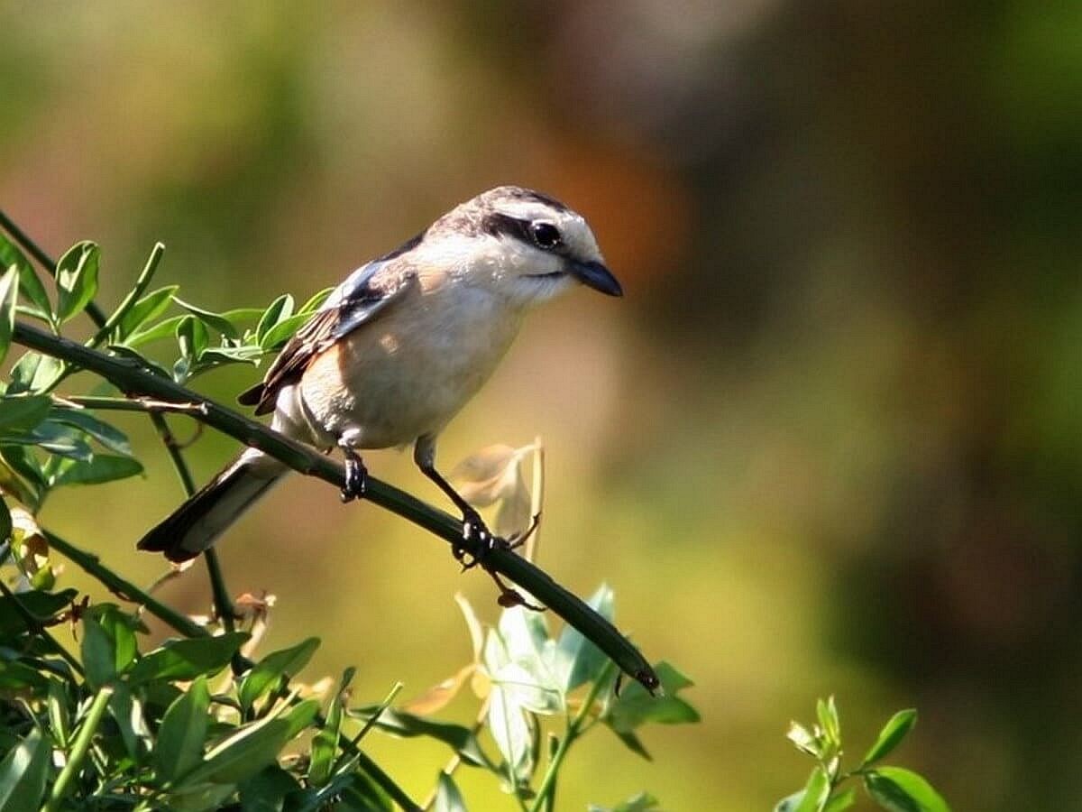 shrike-masked-birding-hungary-ecotours-kondorecolodge