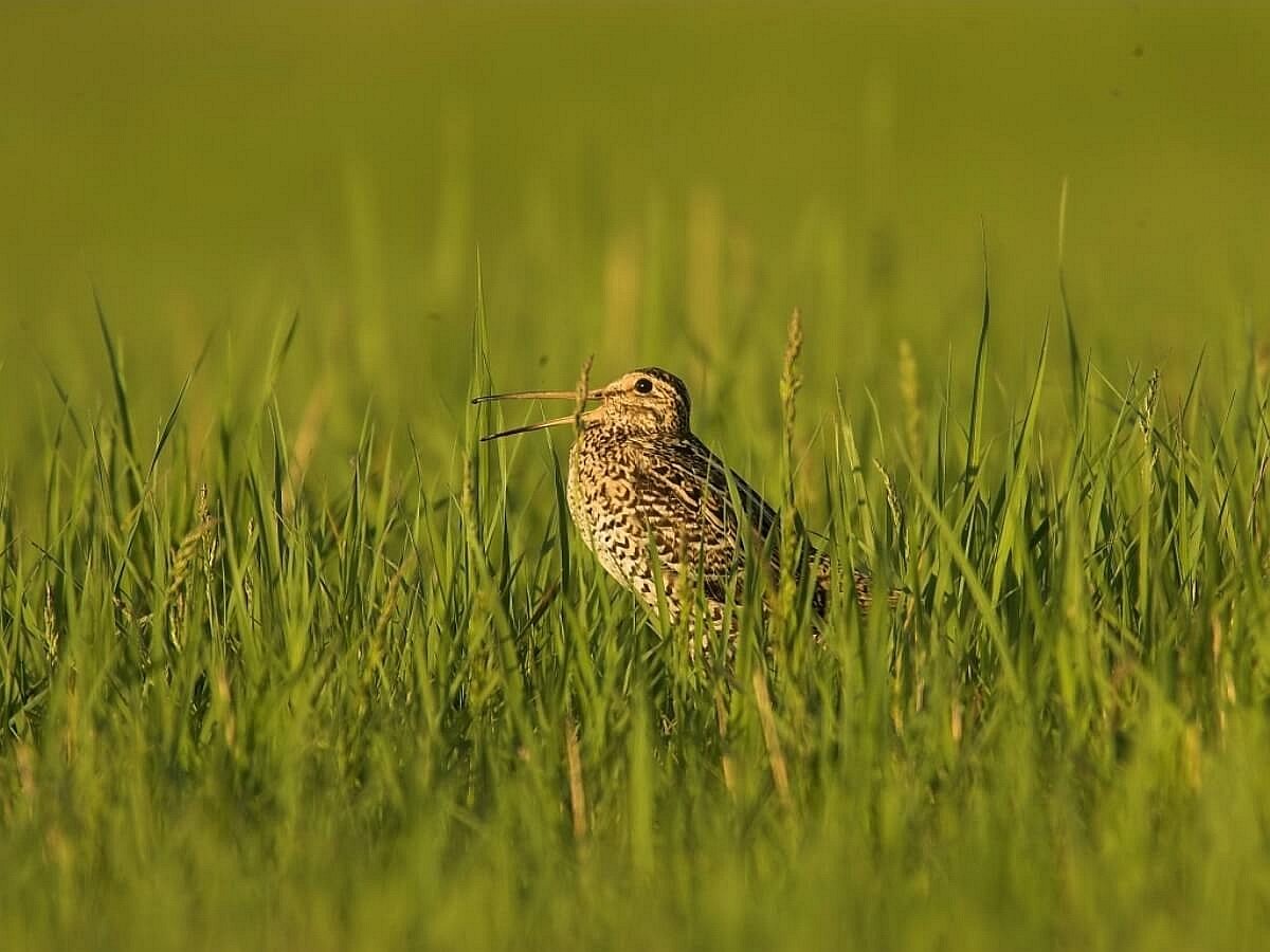 snipe-great-birding-belarus-ecotours-kondorecolodge
