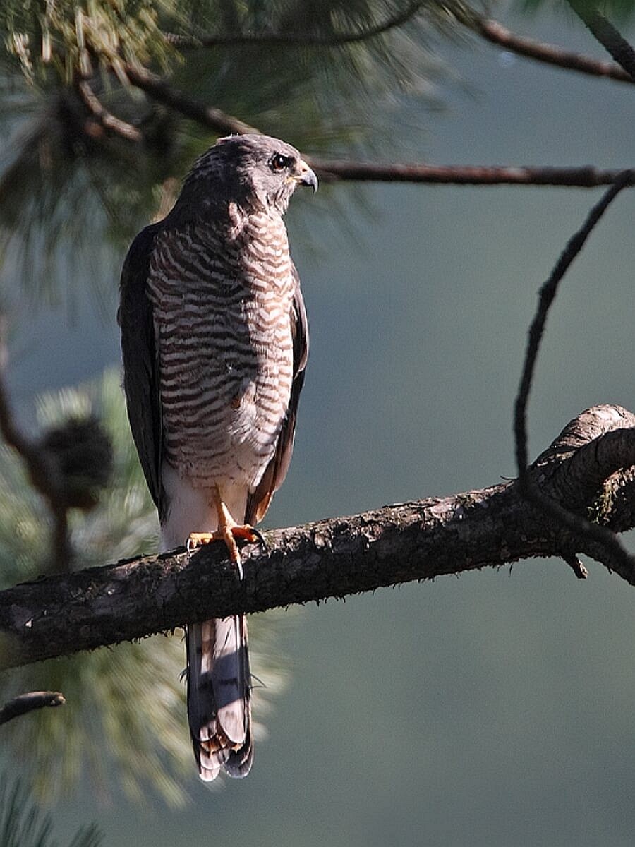 sparrowhawk-levant-birding-serbia-ecotours-kondorecolodge