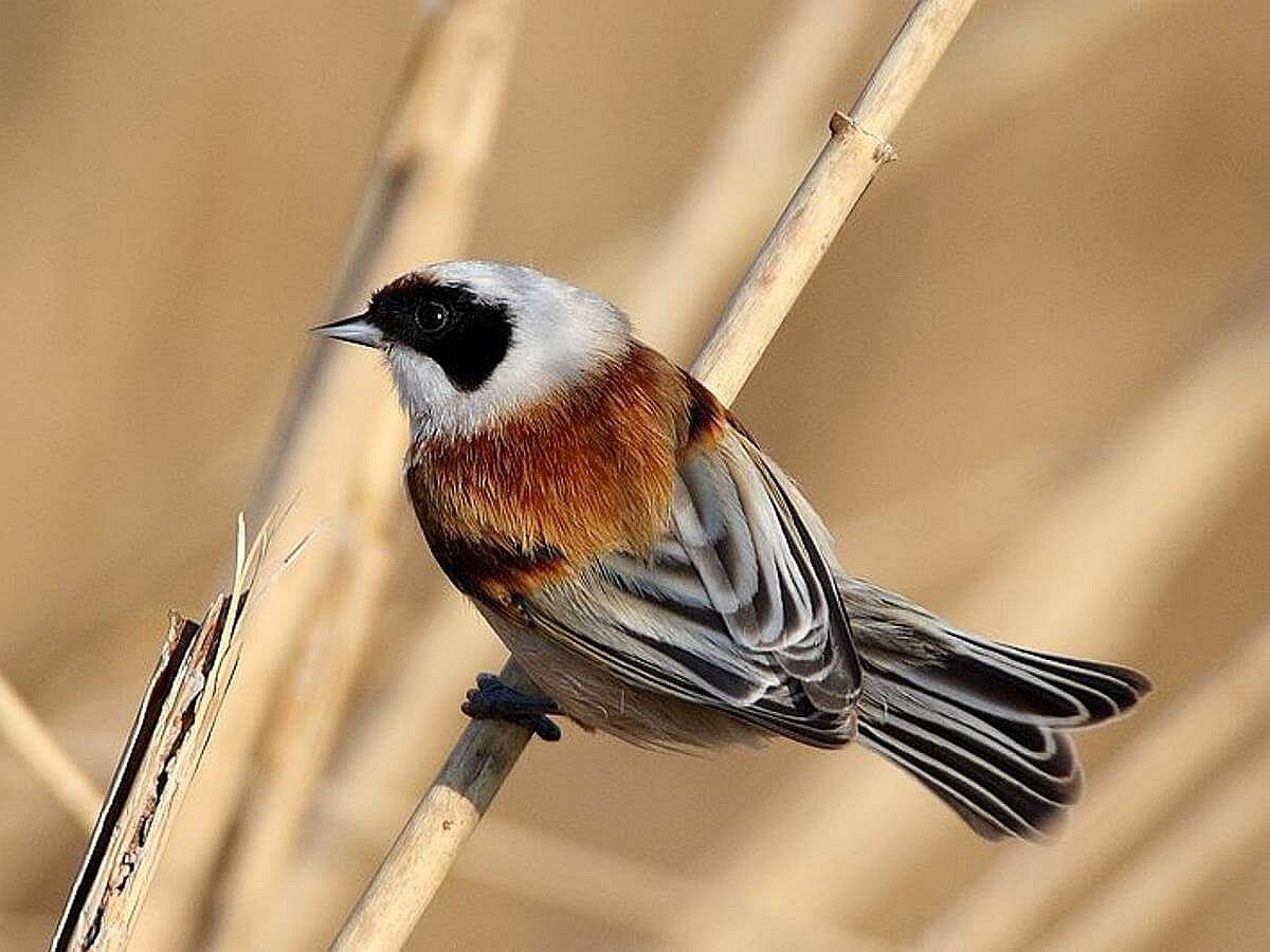 tit-penduline-birding-hungary-ecotours-kondorecolodge