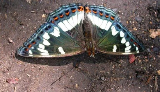 Speciális ajánlatok