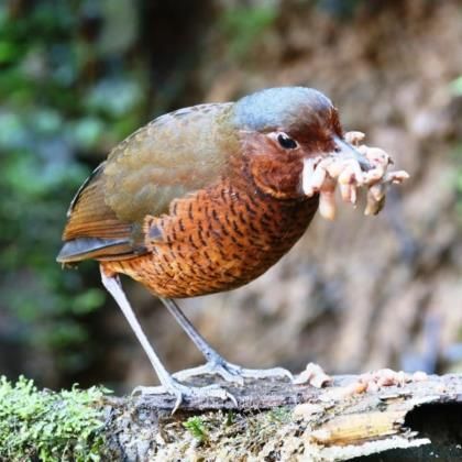 Birding holidays - Latin America