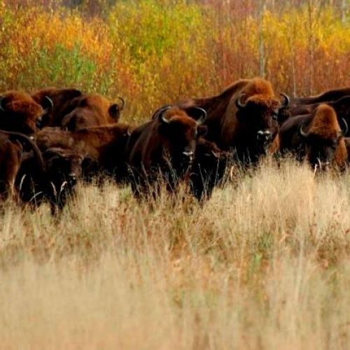 Wildlife holidays - Europe