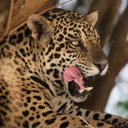 Wildlife holidays - Latin America