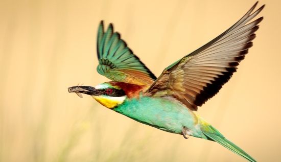 Megfigyelések és hírek